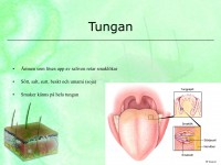 /album/sinnesorganen/a6-sinnesorganen-010-jpeg/